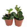 Hope Peperomia Live Plant - 2 Pack 2-inch Pots - Indoor Trailing Houseplant - Image 1