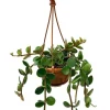 Hope Peperomia Live Plant – 4 inch Mini Hanging Basket – Indoor Houseplant - Image 1
