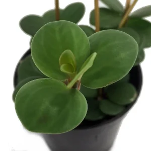 Hope Peperomia Live Plant – 4 inch Mini Hanging Basket – Indoor Houseplant - Image 2