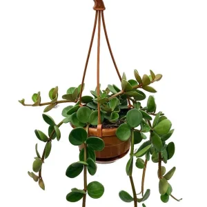 Hope Peperomia Live Plant – 4 inch Mini Hanging Basket – Indoor Houseplant - Image 1