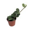 Hope Peperomia Live Plant – Easy Care Houseplant – 2.5" Pot – Indoor - Image 1