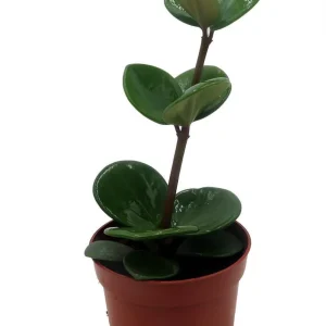 Hope Peperomia Live Plant – Easy Care Houseplant – 2.5