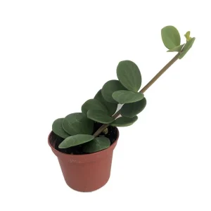 Hope Peperomia Live Plant – Easy Care Houseplant – 2.5