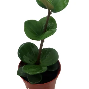 Hope Peperomia Live Plant – Easy Care Houseplant – 2.5