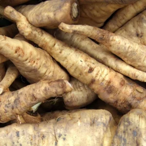 Horseradish Root - 3 oz Cut - Bare Root for Growing - Image 1