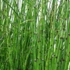 Horsetail Grass Live Plant - 4 inch Container - Evergreen Rush Plant for Ponds & Gardens - Image 1