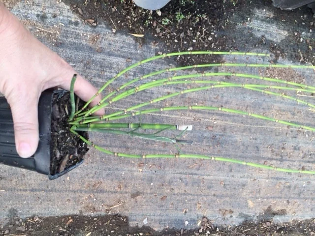 Horsetail Grass Live Plant - 4 inch Container - Evergreen Rush Plant for Ponds & Gardens - Image 3