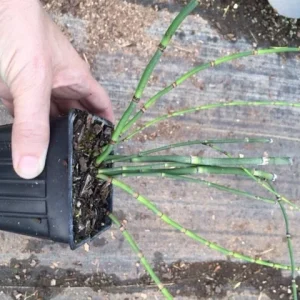 Horsetail Grass Live Plant - 4 inch Container - Evergreen Rush Plant for Ponds & Gardens - Image 4