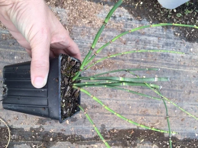 Horsetail Grass Live Plant - 4 inch Container - Evergreen Rush Plant for Ponds & Gardens - Image 4