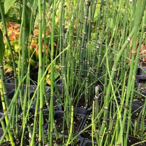 Horsetail Grass Live Plant - 4 inch Container - Evergreen Rush Plant for Ponds & Gardens - Image 6
