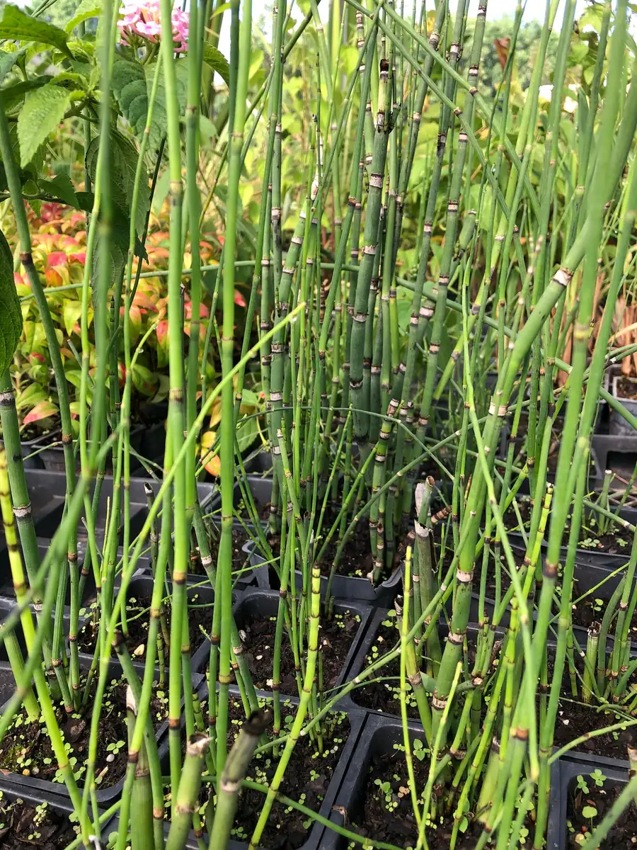 Horsetail Grass Live Plant - 4 inch Container - Evergreen Rush Plant for Ponds & Gardens - Image 6