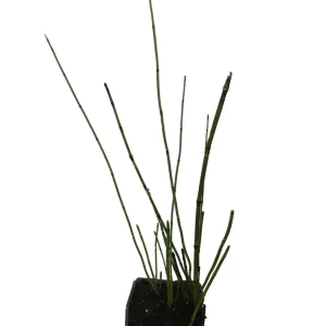 Horsetail Grass Live Plant - 4 inch Container - Evergreen Rush Plant for Ponds & Gardens - Image 7