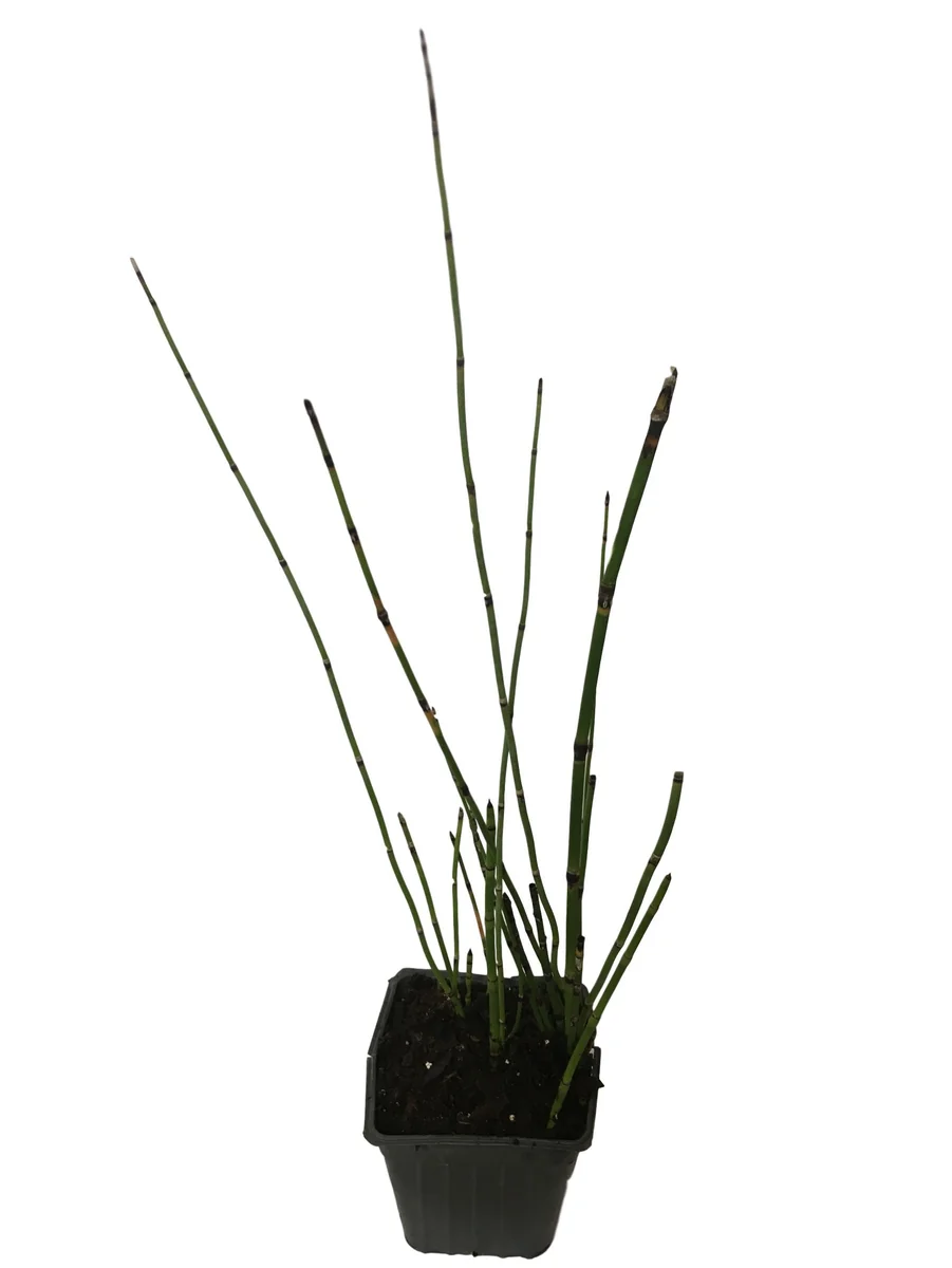 Horsetail Grass Live Plant - 4 inch Container - Evergreen Rush Plant for Ponds & Gardens - Image 7