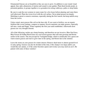 Horsetail Grass Live Plant - 4 inch Container - Evergreen Rush Plant for Ponds & Gardens - Image 8