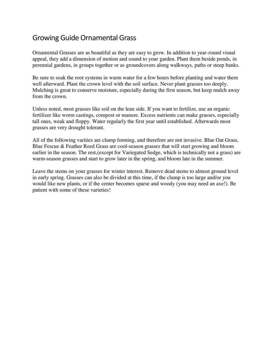 Horsetail Grass Live Plant - 4 inch Container - Evergreen Rush Plant for Ponds & Gardens - Image 8