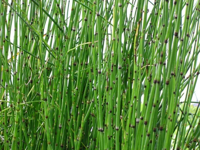 Horsetail Grass Live Plant - 4 inch Container - Evergreen Rush Plant for Ponds & Gardens - Image 1