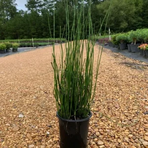 Horsetail Reed (Equisetum Hyemale) Live Plant – 6 inch Pot for Water Gardens - Image 1
