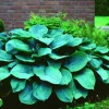 Hosta Big Blue Mixed Bare Roots - Perennial Shade Loving Plants - Zones 3-9 - Image 1