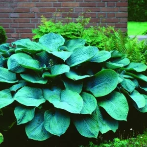 Hosta Big Blue Mixed Bare Roots - Perennial Shade Loving Plants - Zones 3-9 - Image 1