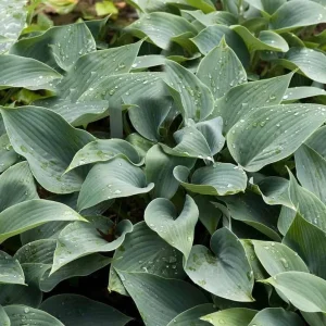 Hosta 'Halcyon' Live Plant – Blue-Green Shade Perennial – 6-12