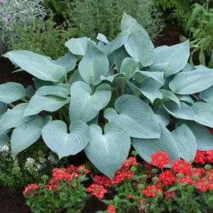 Hosta 'Halcyon' Live Plant – Blue-Green Shade Perennial – 6-12