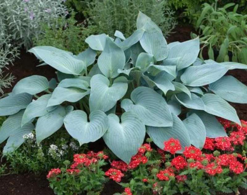 Hosta 'Halcyon' Live Plant – Blue-Green Shade Perennial – 6-12" Tall – Quart Pot - Image 3