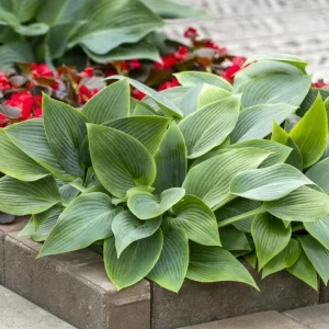 Hosta 'Halcyon' Live Plant – Blue-Green Shade Perennial – 6-12
