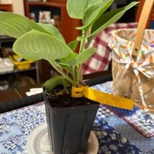 Hosta 'Halcyon' Live Plant – Blue-Green Shade Perennial – 6-12