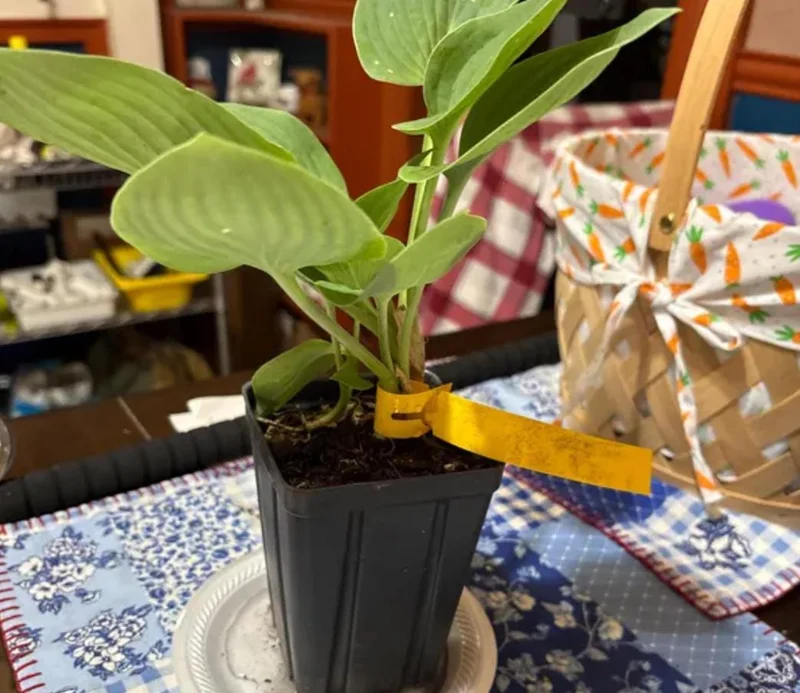 Hosta 'Halcyon' Live Plant – Blue-Green Shade Perennial – 6-12" Tall – Quart Pot - Image 5