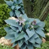 Hosta 'Halcyon' Live Plant – Blue-Green Shade Perennial – 6-12" Tall – Quart Pot - Image 1