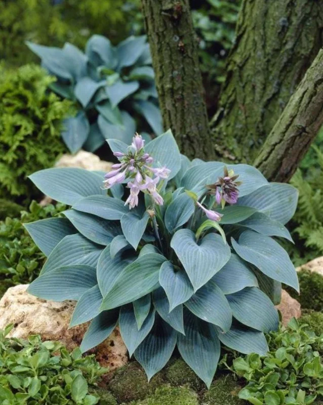 Hosta 'Halcyon' Live Plant – Blue-Green Shade Perennial – 6-12" Tall – Quart Pot - Image 1