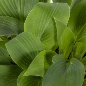 Hosta 'Halcyon' Live Plant – Blue-Green Shade Perennial – 6-12