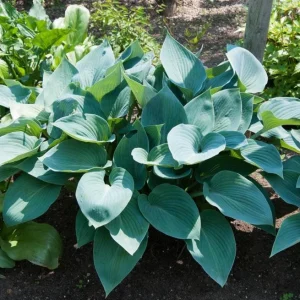 Hosta 'Halcyon' Live Plant – Blue-Green Shade Perennial – 6-12