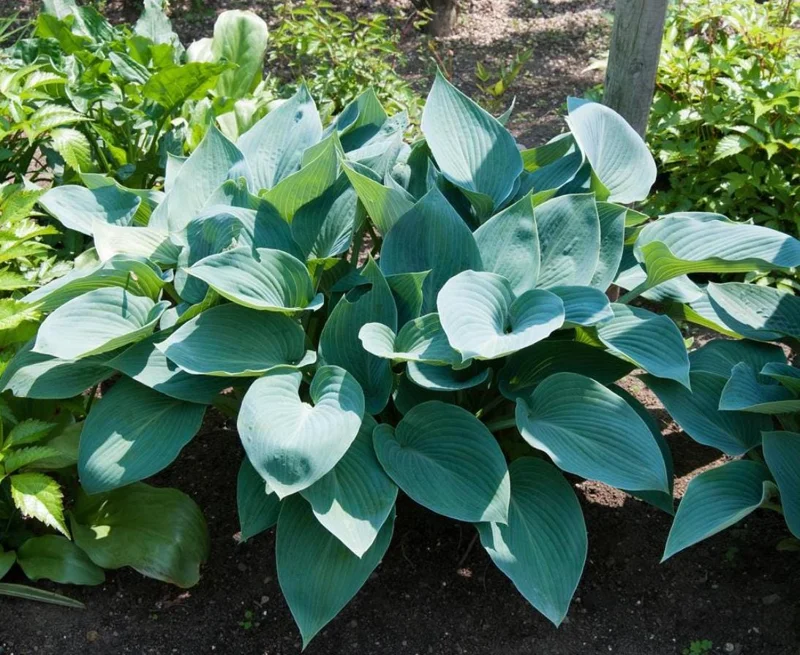 Hosta 'Halcyon' Live Plant – Blue-Green Shade Perennial – 6-12" Tall – Quart Pot - Image 8