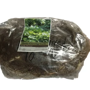 Hosta Royal Standard Bare Root Plant – Fragrant White Flowers, Glossy Green Foliage - Image 3