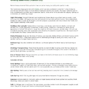 Hosta Royal Standard Bare Root Plant – Fragrant White Flowers, Glossy Green Foliage - Image 4