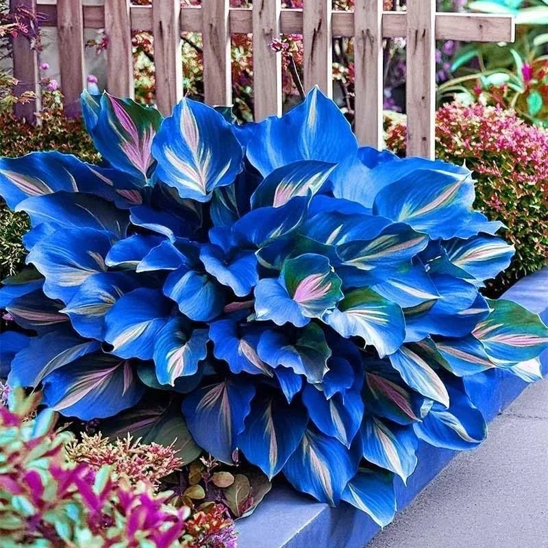 Hosta Seeds – 160+ Perennial Outdoor Shade Ornamental Garden Plant Seeds - Image 3