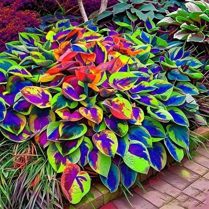 Hosta Seeds – 160+ Perennial Outdoor Shade Ornamental Garden Plant Seeds - Image 4