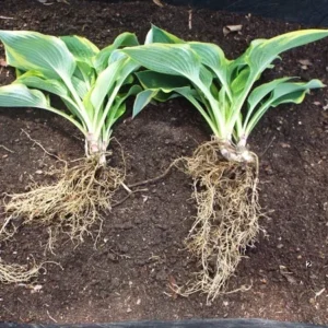 Hosta Starter Plant - Live Green Hosta up to 5 inches in 4 inch Pot - Well Rooted - Image 1