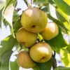 Hosui Asian Pear Tree - Live Plant, 4 Feet Tall in 3 Gallon Pot, Outdoor Fruit - Image 1