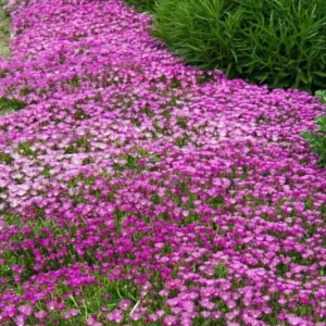 Hot Pink Ice Plant Live Starter Plants - Delosperma Cooperi - Set of 2, 3-6