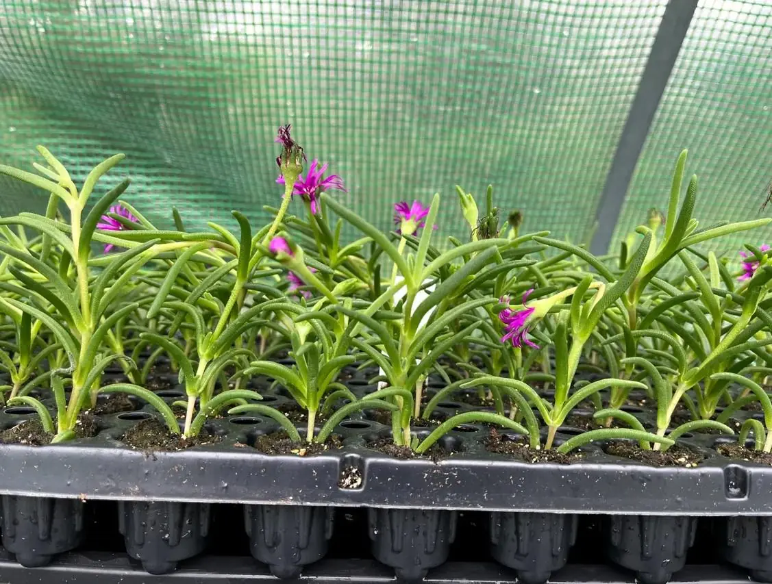 Hot Pink Ice Plant Live Starter Plants - Delosperma Cooperi - Set of 2, 3-6" Tall Succulent Groundcover - Image 4