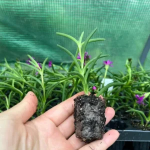 Hot Pink Ice Plant Live Starter Plants - Delosperma Cooperi - Set of 2, 3-6