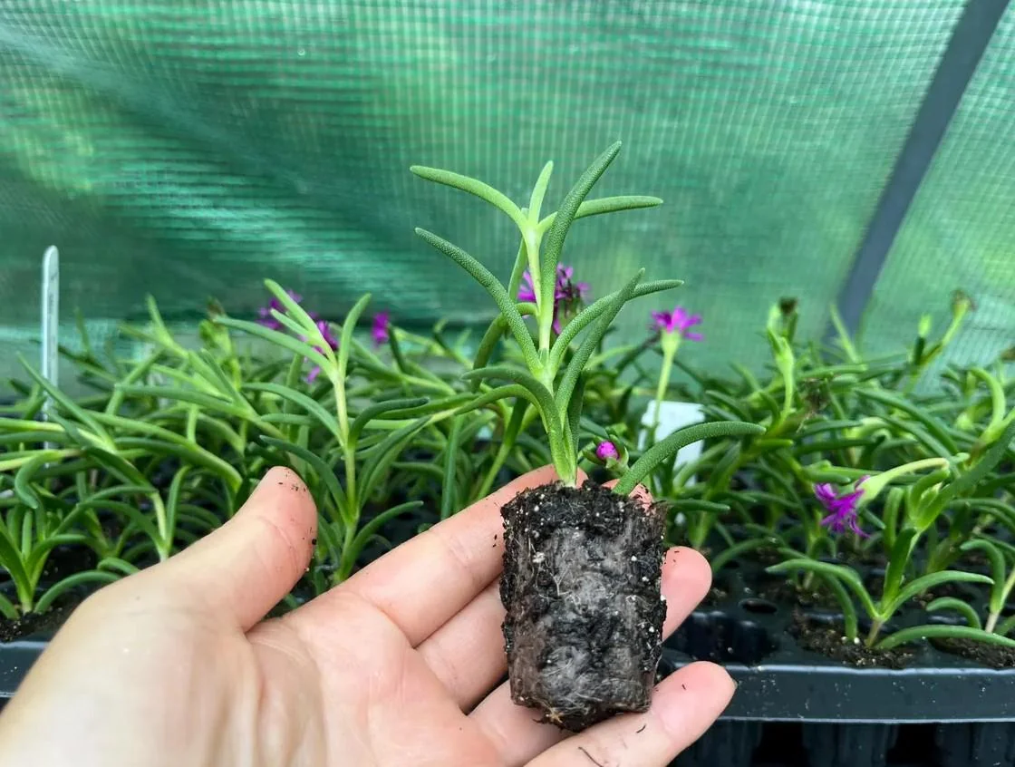 Hot Pink Ice Plant Live Starter Plants - Delosperma Cooperi - Set of 2, 3-6" Tall Succulent Groundcover - Image 5