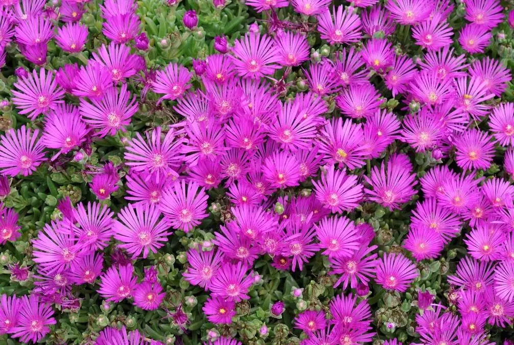 Hot Pink Ice Plant Live Starter Plants - Delosperma Cooperi - Set of 2, 3-6" Tall Succulent Groundcover - Image 1