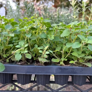 Hot & Spicy Oregano Live Plant Plug - Culinary Herb Perennial - Image 4