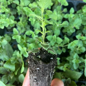 Hot & Spicy Oregano Live Plant Plug - Culinary Herb Perennial - Image 5