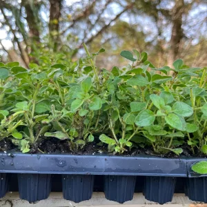 Hot & Spicy Oregano Live Plant Plug - Culinary Herb Perennial - Image 8