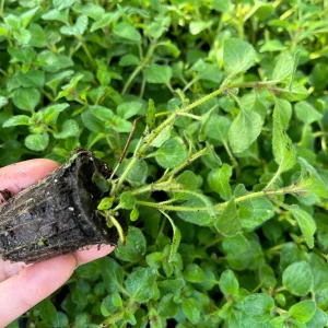 Hot & Spicy Oregano Live Plant Plug - Culinary Herb Perennial - Image 9