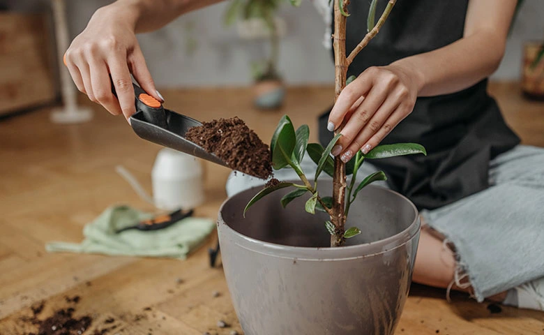 how-to-care-plants